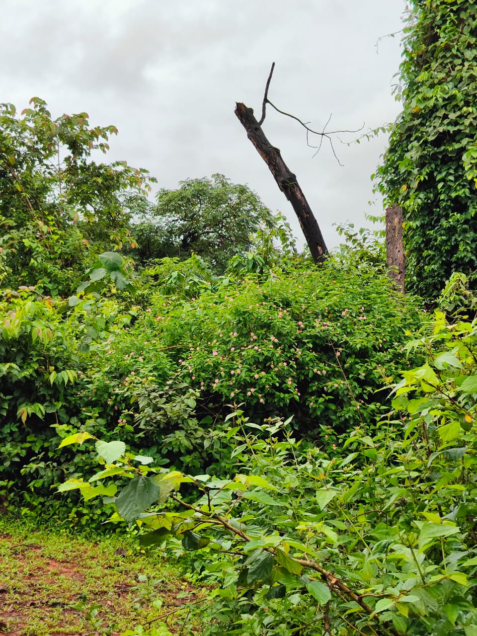 Exploring forest biodiversity